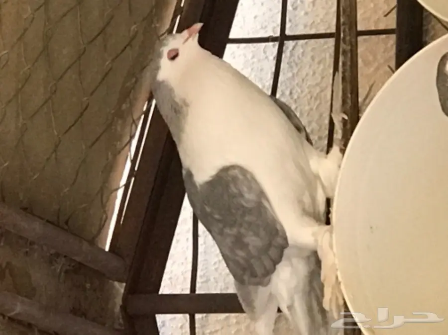 حمام شيرازي منتج شرط بطن واحد  (image 8)