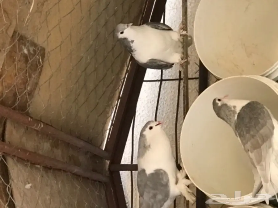 حمام شيرازي منتج شرط بطن واحد  (image 9)