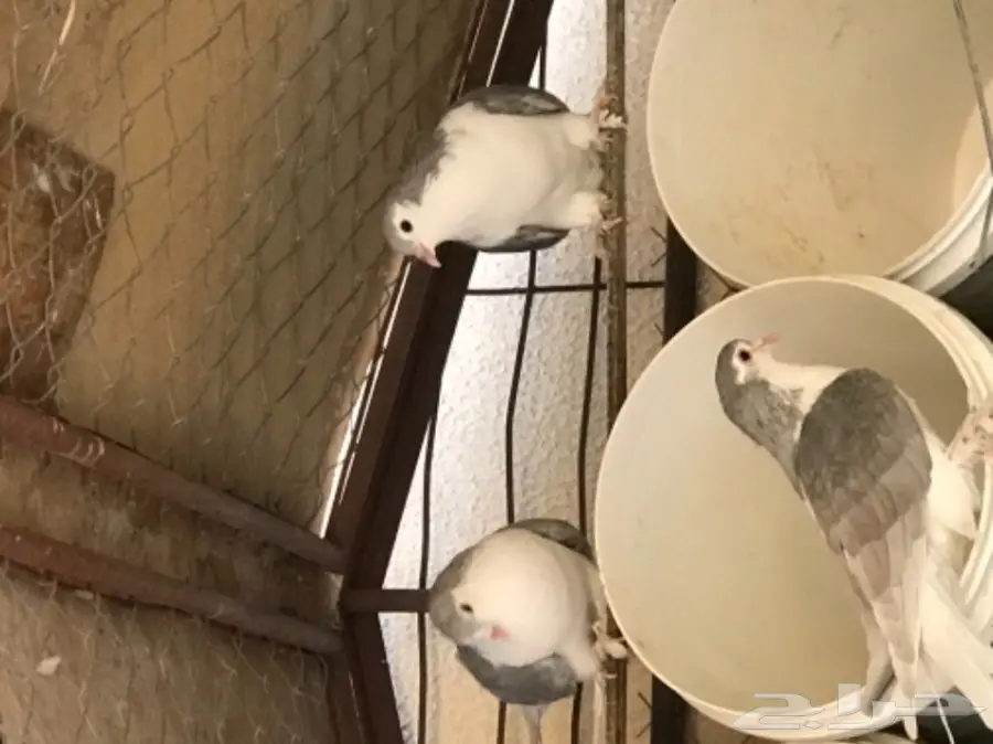 حمام شيرازي منتج شرط بطن واحد  (image 10)