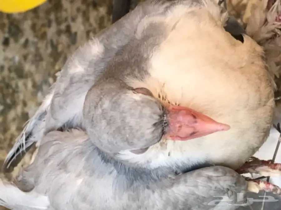 حمام شيرازي منتج شرط بطن واحد  (image 11)