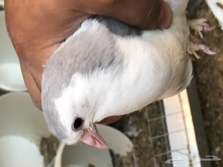 حمام شيرازي منتج شرط بطن واحد  (image 12)