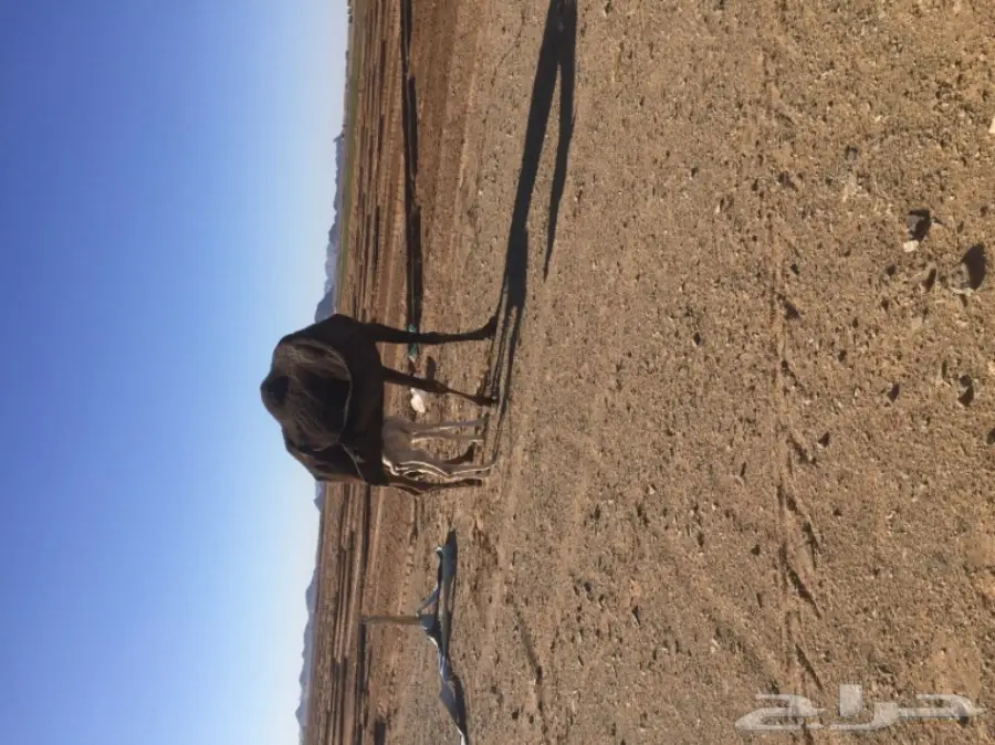 خلفه للبيع (image 1)