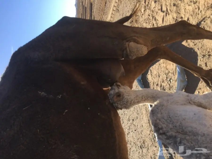 خلفه للبيع (image 2)