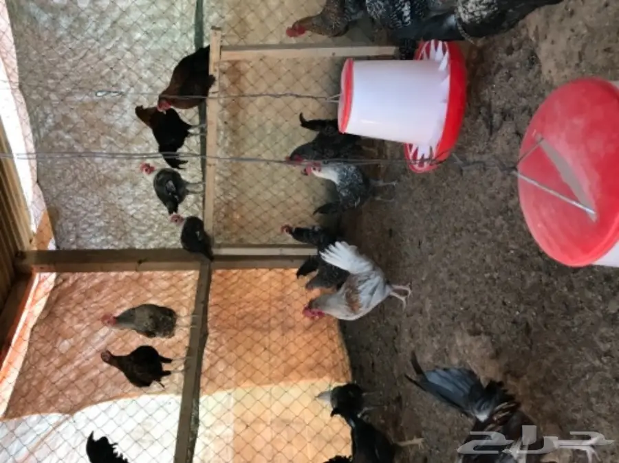 ديوك بلدي العمر 4الى5شهور