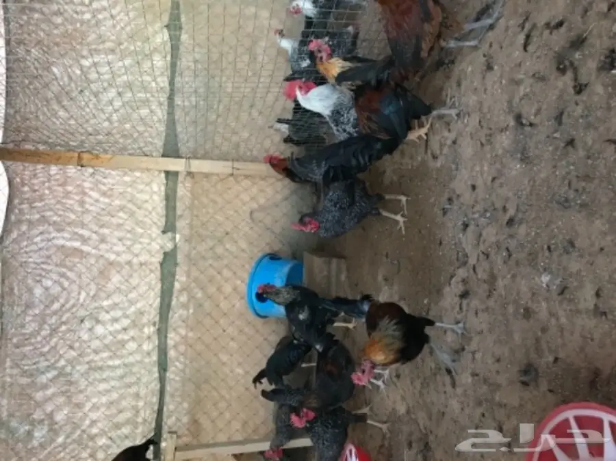 ديوك بلدي العمر 4الى5شهور (image 1)