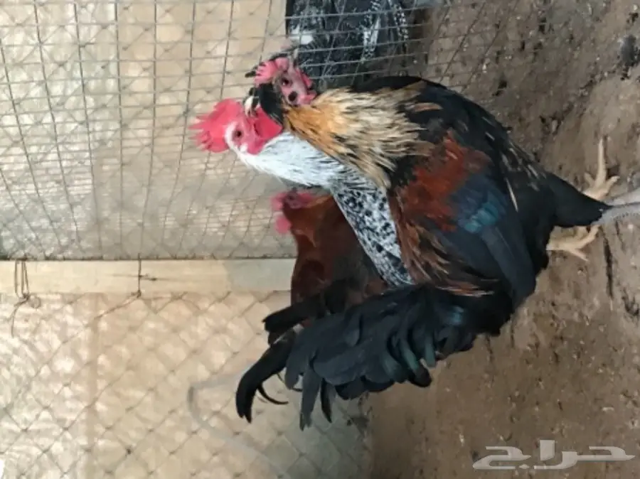 ديوك بلدي العمر 4الى5شهور (image 2)