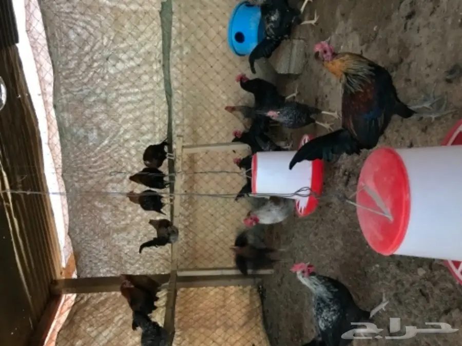 ديوك بلدي العمر 4الى5شهور (image 3)