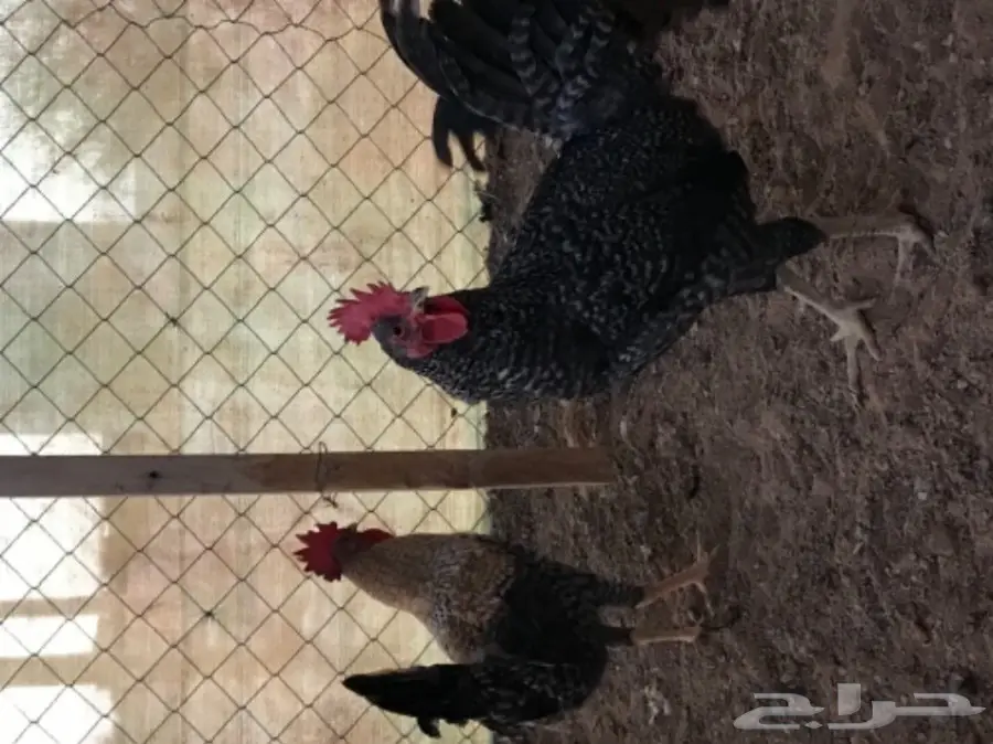 ديوك بلدي العمر 4الى5شهور (image 4)