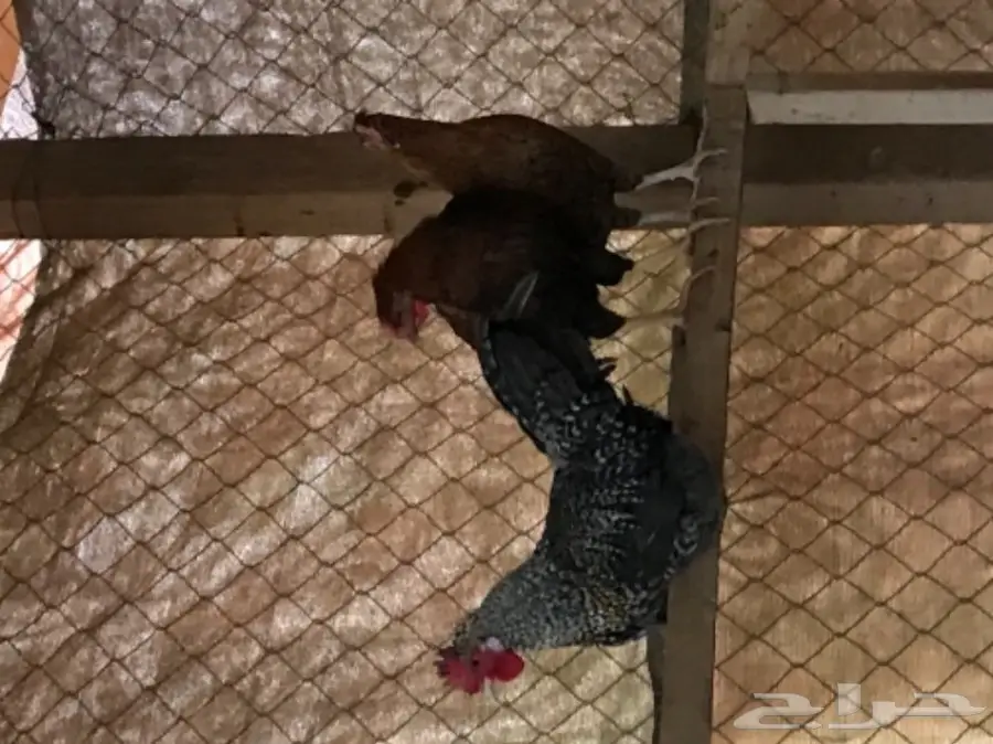 ديوك بلدي العمر 4الى5شهور (image 5)