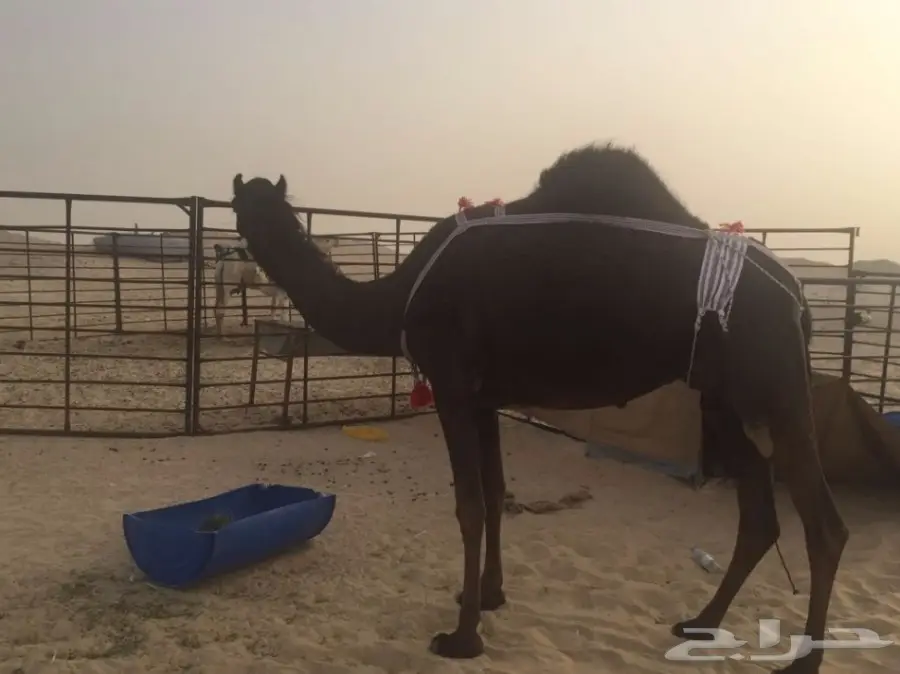 خلفه مجهم بكر منيح هديه (image 6)