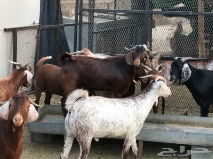 تيوس للبيع (image 1)