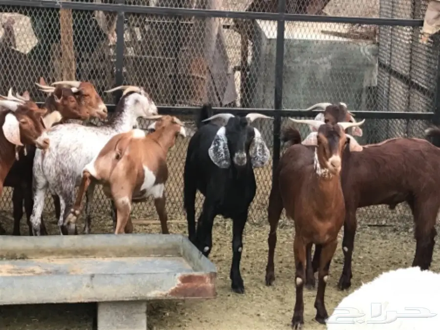 تيوس للبيع (image 2)