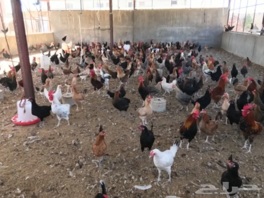 دجاج بياض (image 1)