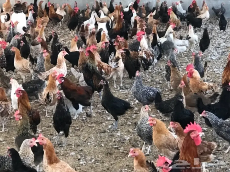 دجاج بياض (image 2)