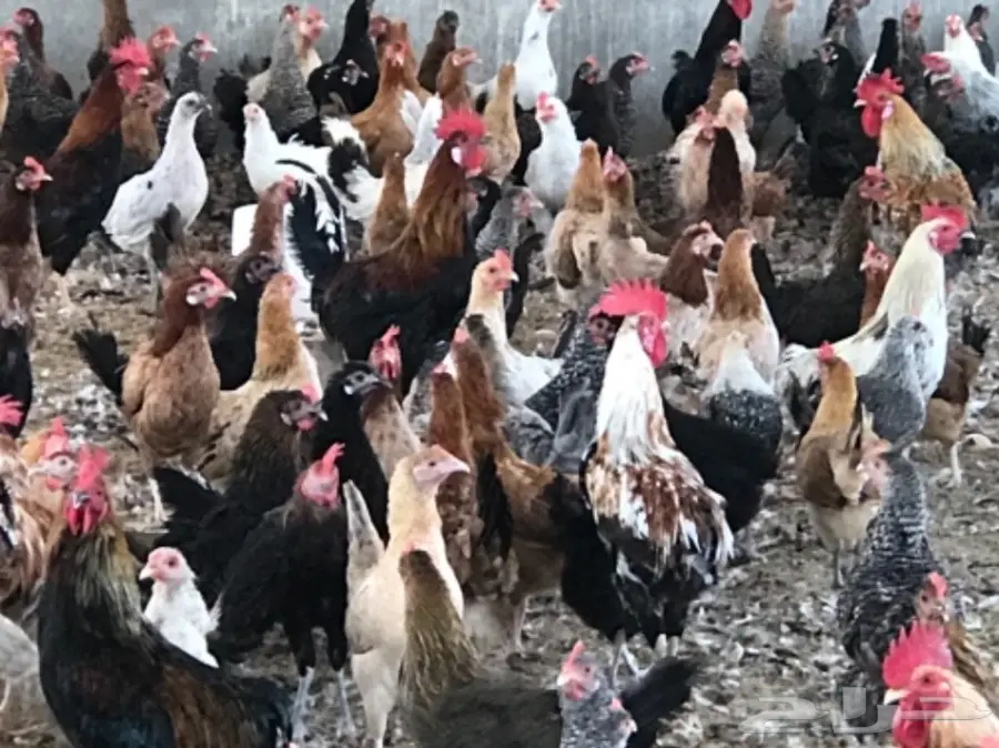 دجاج بياض (image 3)