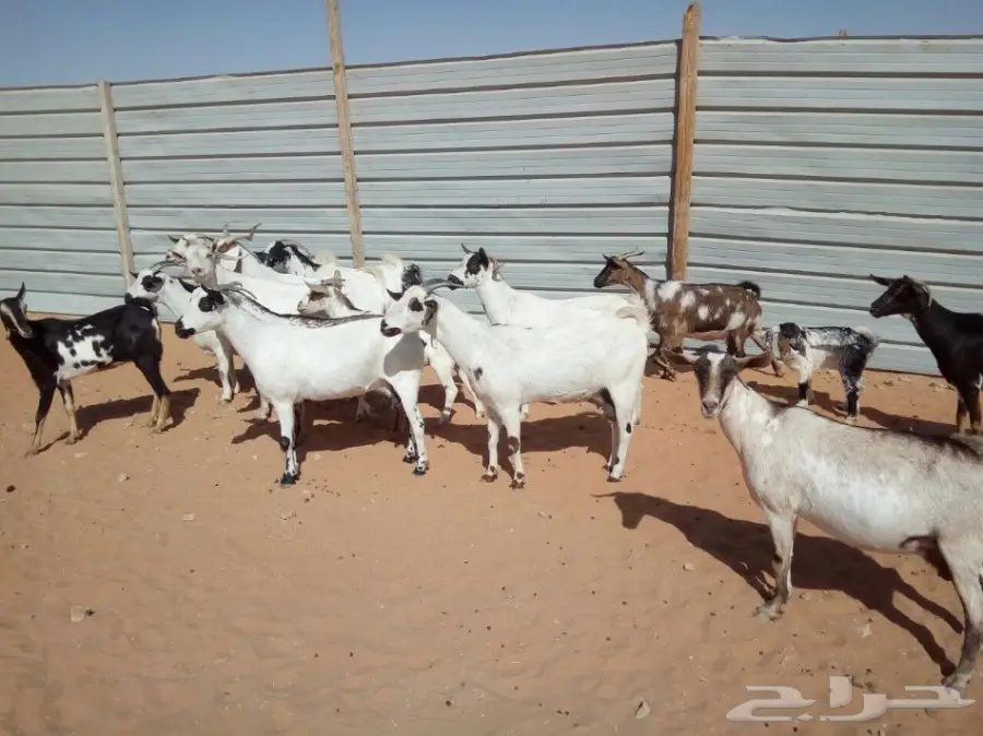 غنم للبيع انا مجرد معلن فقط  (image 1)