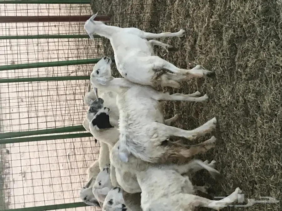 للبيع ضان حريات عدد 20 راس بفحلها ب 230ريال