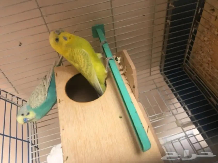 بادجي 9 اجواز تقريبا اغلبها منتج