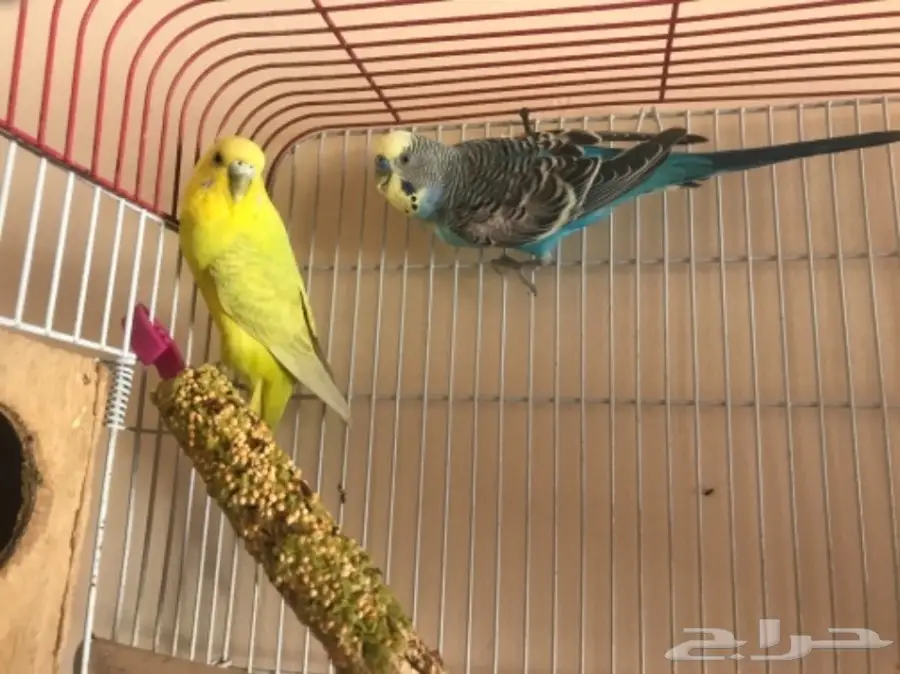 بادجي 9 اجواز تقريبا اغلبها منتج (image 1)