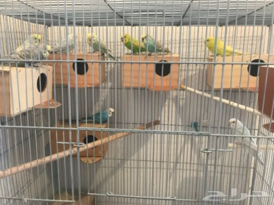 بادجي 9 اجواز تقريبا اغلبها منتج (image 2)