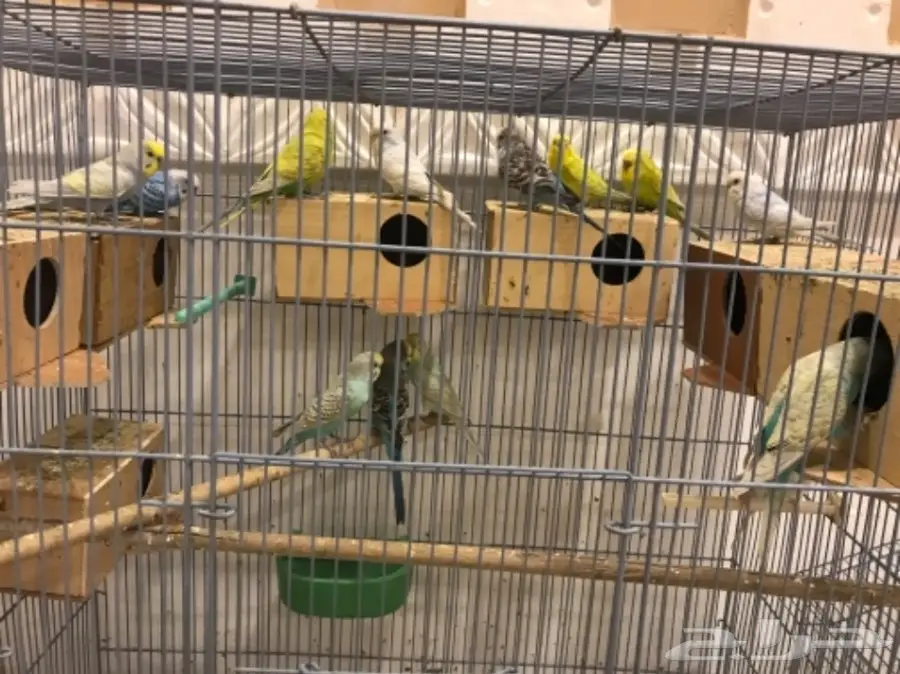 بادجي 9 اجواز تقريبا اغلبها منتج (image 3)