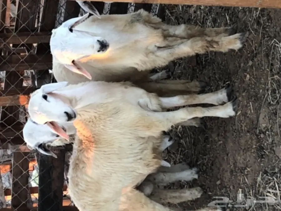 طليان حريه عدد 3