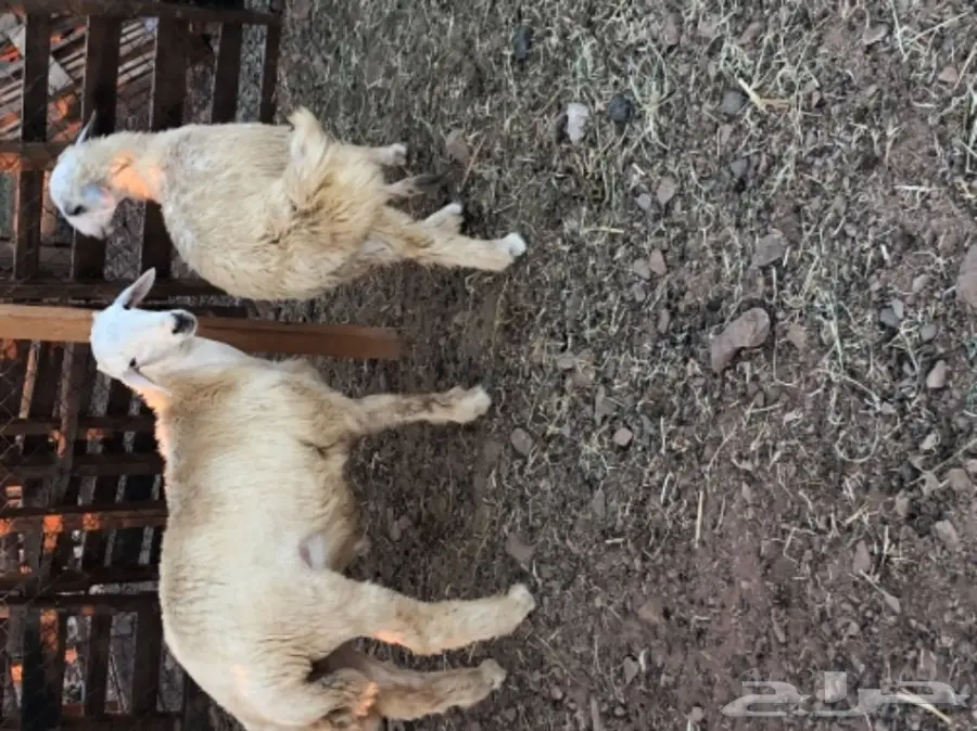 طليان حريه عدد 3 (image 1)