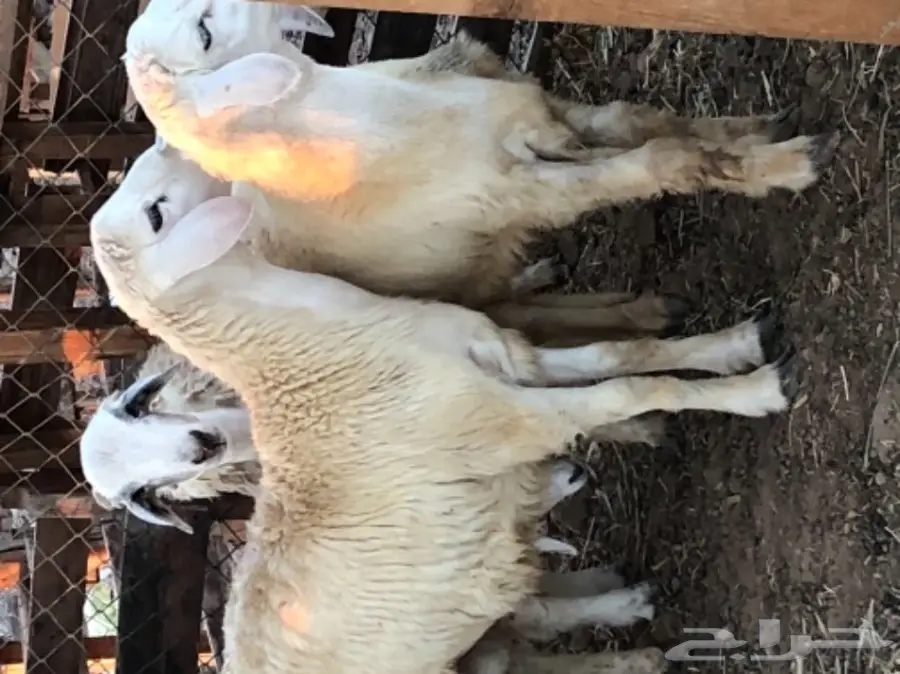 طليان حريه عدد 3 (image 2)