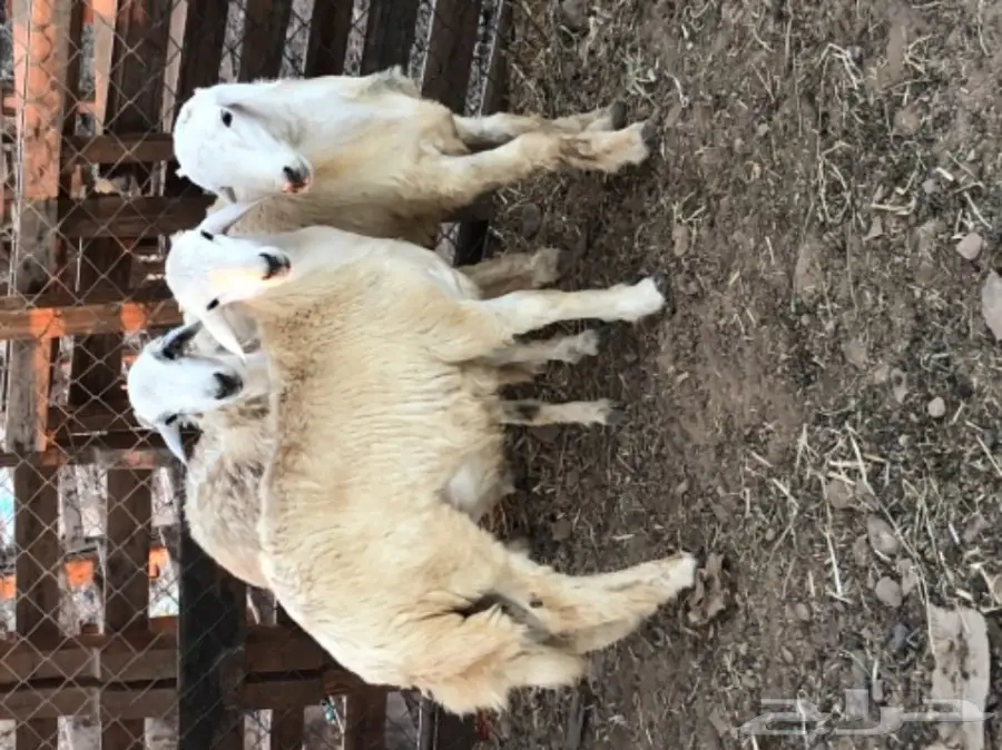 طليان حريه عدد 3 (image 3)