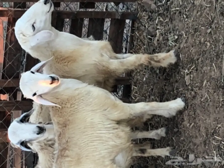 طليان حريه عدد 3 (image 4)