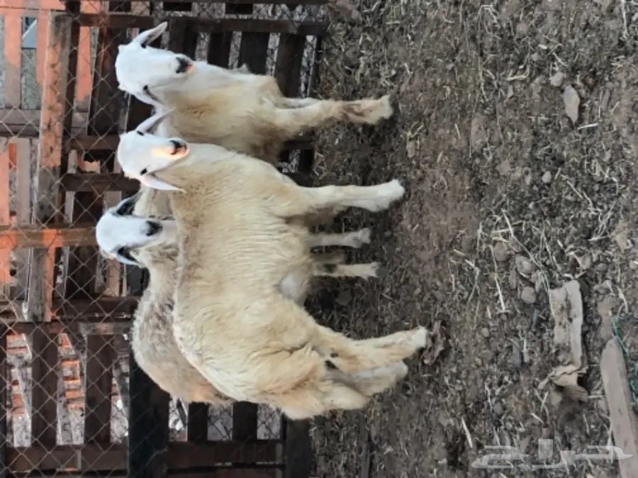 طليان حريه عدد 3 (image 5)