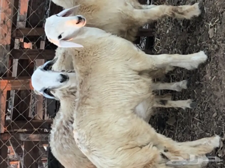 طليان حريه عدد 3 (image 6)