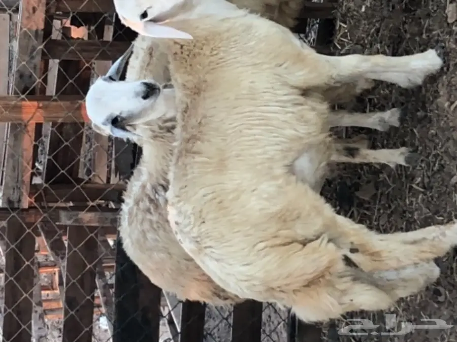 طليان حريه عدد 3 (image 7)