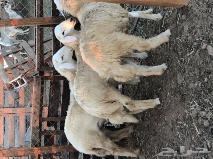 طليان حريه عدد 3 (image 8)