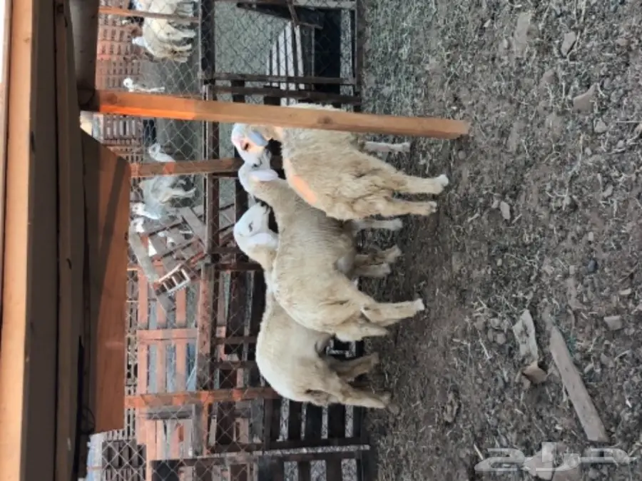 طليان حريه عدد 3 (image 9)