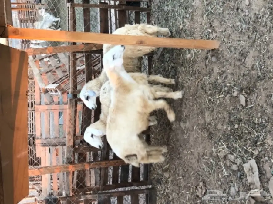 طليان حريه عدد 3 (image 10)