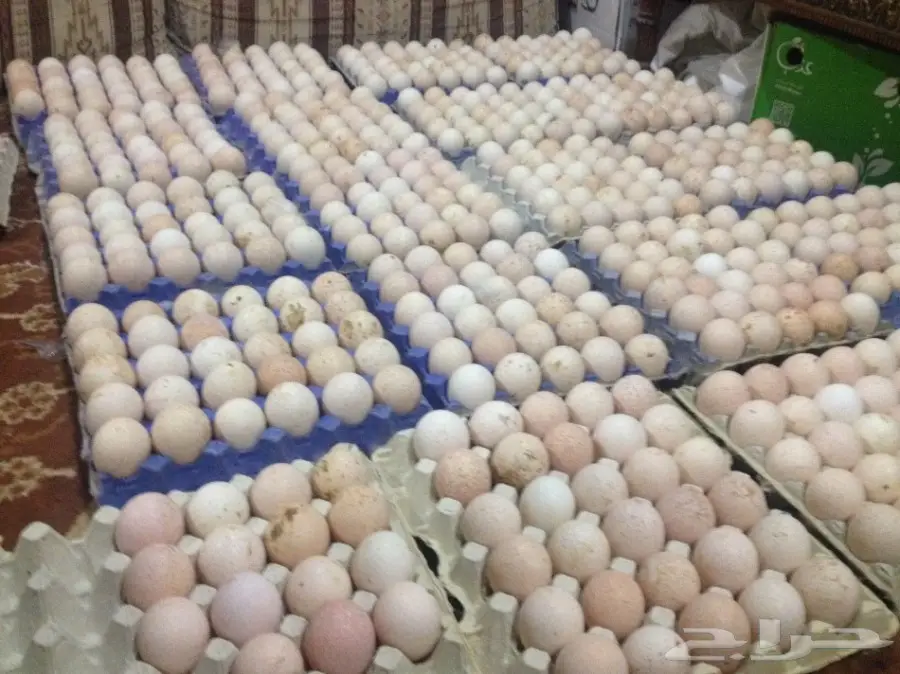بيض رومي مخصب بنسبة عالية للبيع