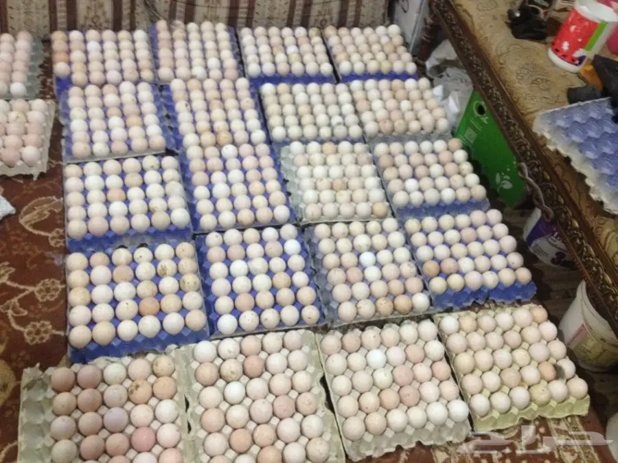 بيض رومي مخصب بنسبة عالية للبيع (image 1)