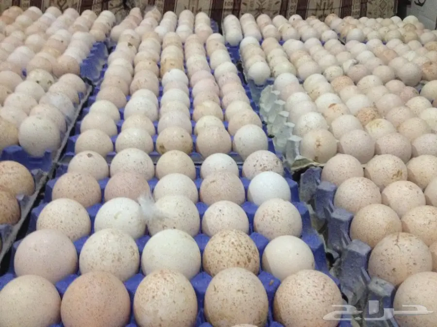 بيض رومي مخصب بنسبة عالية للبيع (image 2)