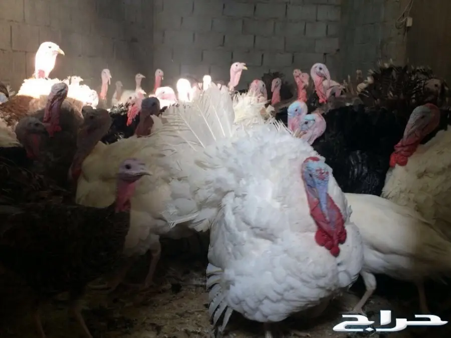 بيض رومي مخصب بنسبة عالية للبيع (image 5)