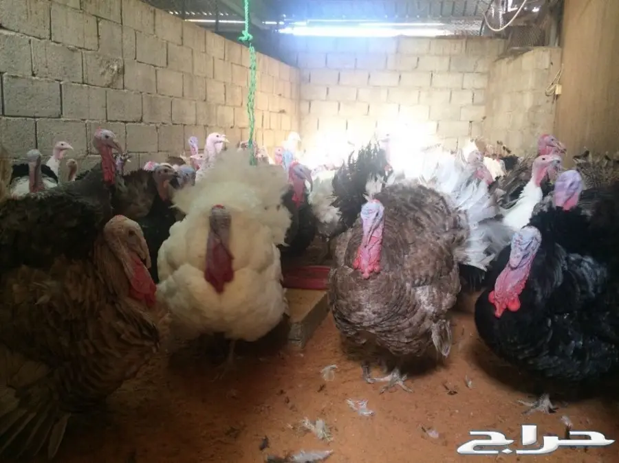 بيض رومي مخصب بنسبة عالية للبيع (image 7)