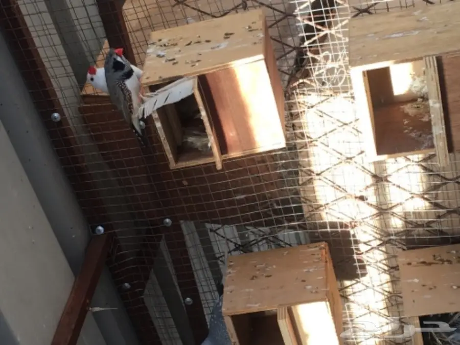 اجواز زيبرا مشكله