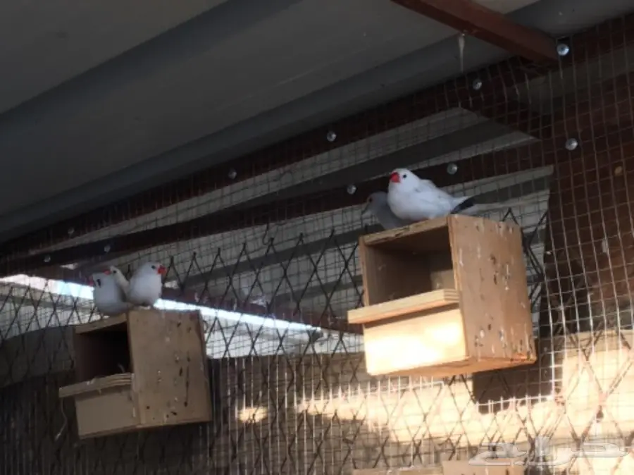 اجواز زيبرا مشكله (image 1)