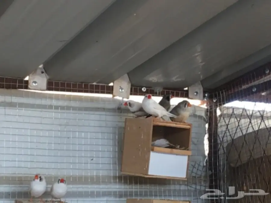 اجواز زيبرا مشكله (image 2)