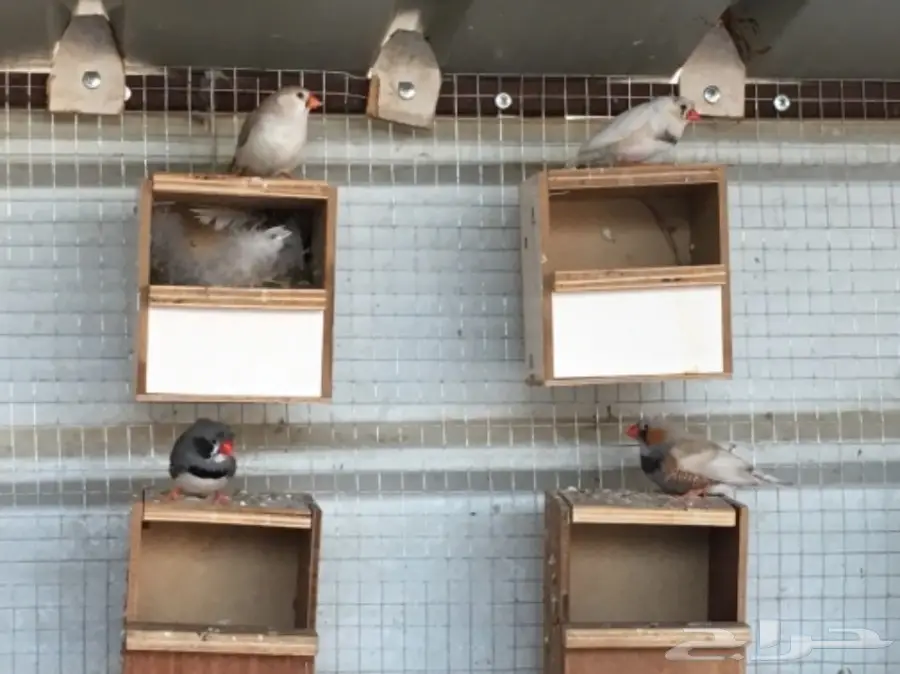 اجواز زيبرا مشكله (image 3)