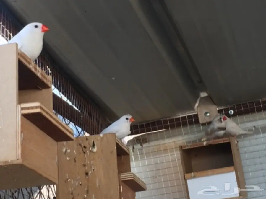 اجواز زيبرا مشكله (image 4)