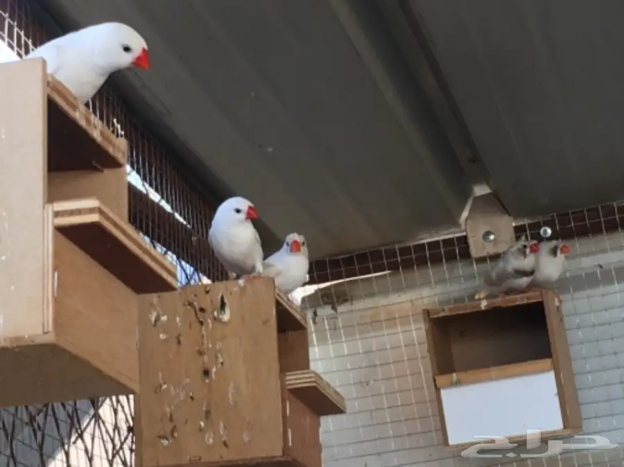 اجواز زيبرا مشكله (image 5)