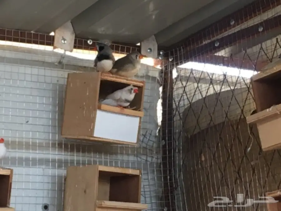 اجواز زيبرا مشكله (image 6)