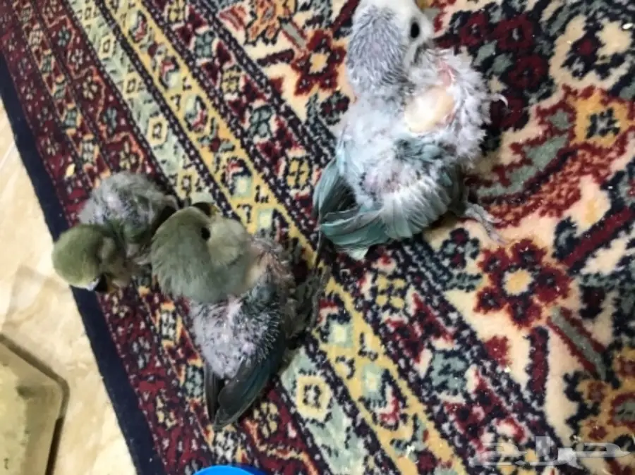 للبيع فروخ روز غر 