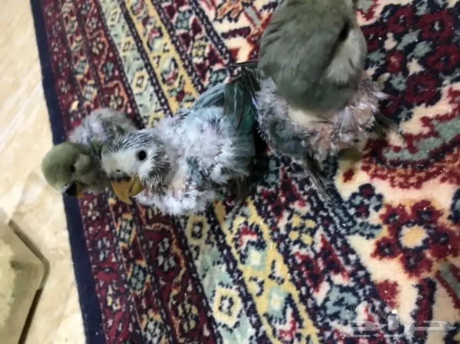 للبيع فروخ روز غر  (image 1)